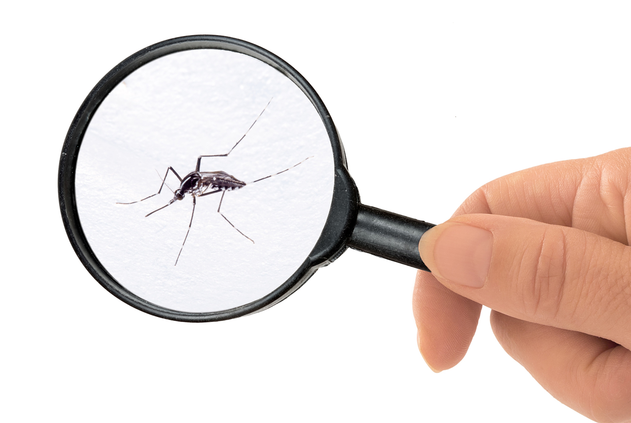 蚊の生息調査
