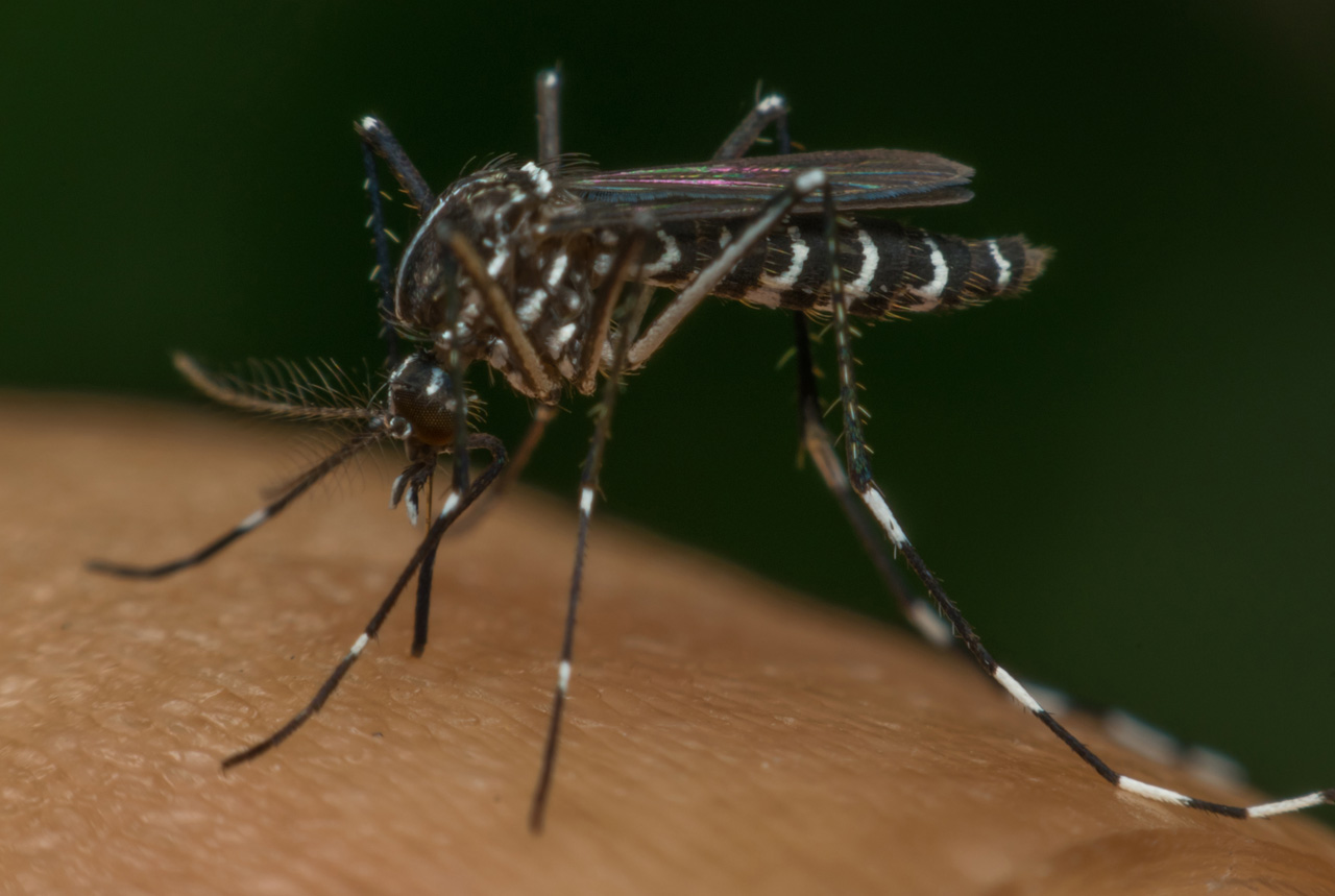 ジカ熱を媒介する蚊