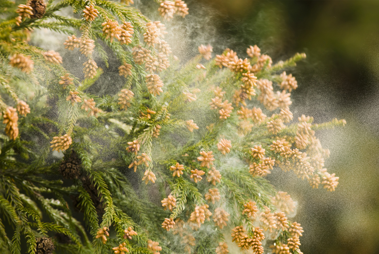 秋の花粉症　スギご注意　記録的猛暑、花芽の成長促進　ヨモギ、ブタクサも開花期