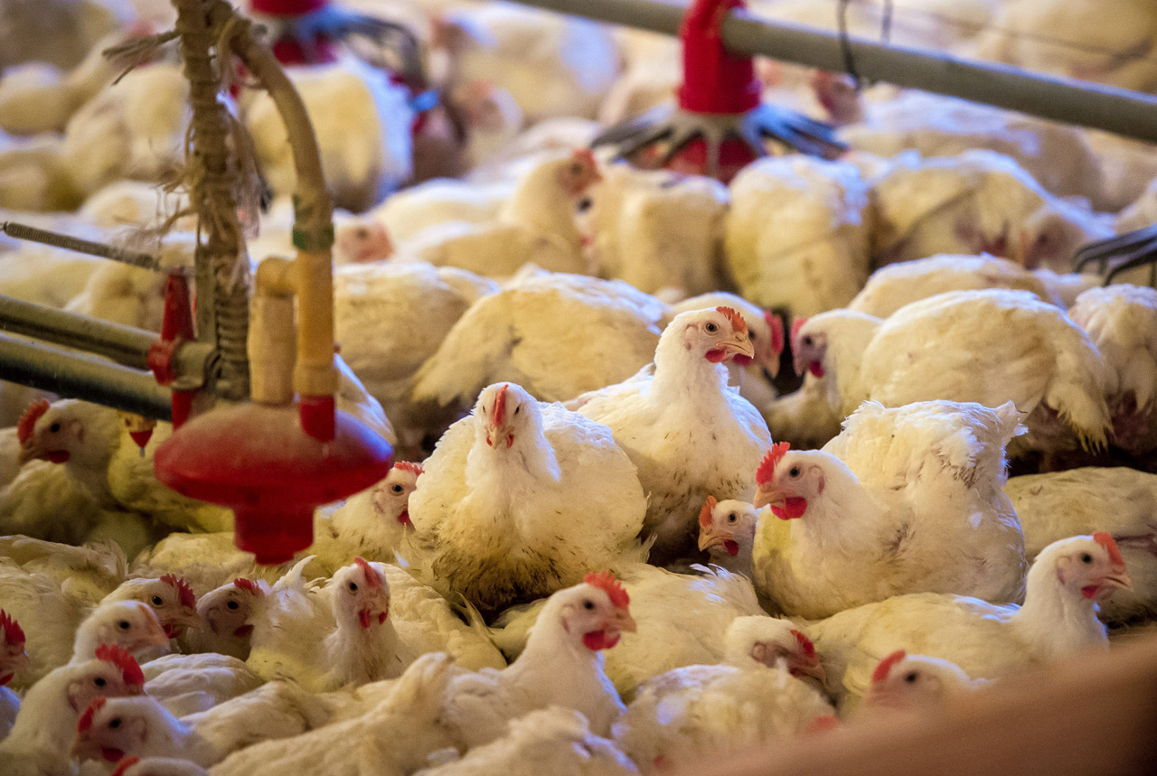 ＜新潟県＞新潟の養鶏場で鳥インフル 高病原性か、31万羽処分も