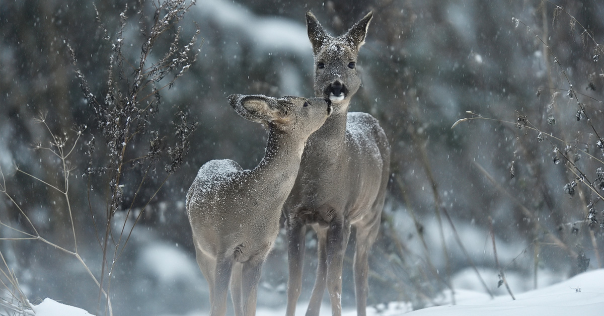 冬でも活動するマダニ、感染症が増加…「狩猟者減→野生動物増」背景に