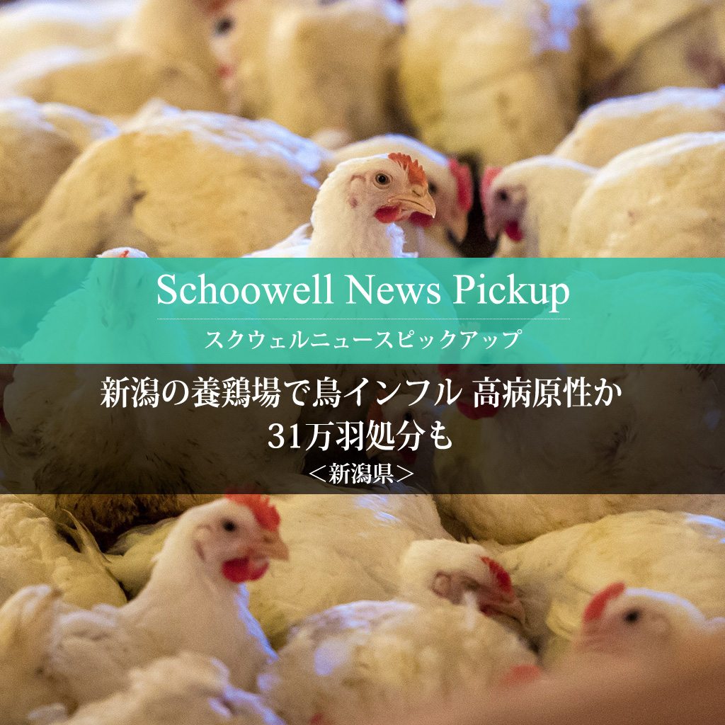 新潟の養鶏場で鳥インフル 高病原性か、31万羽処分も