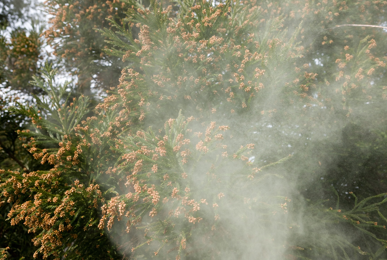 花粉シーズン２月上旬から　西日本で飛散量多め