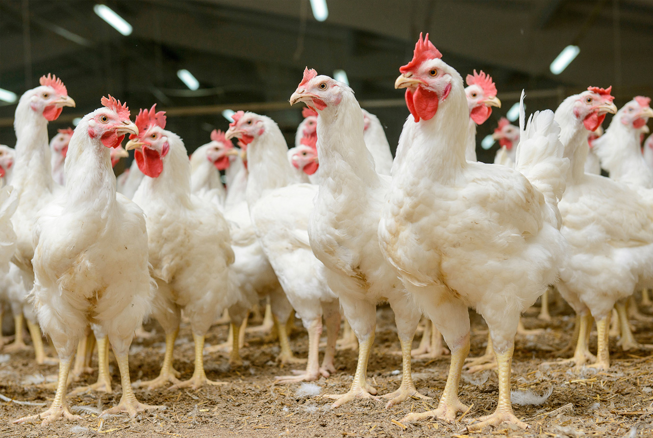 ＜佐賀県＞佐賀の養鶏場、殺処分終了　鳥インフルで６万９千羽